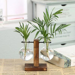 Hydroponic Transparent Plant Vases - Uluu Rush