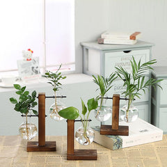 Hydroponic Transparent Plant Vases - Uluu Rush